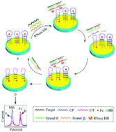 Graphical abstract: A sensitive ratiometric electrochemical biosensor based on DNA four-way junction formation and enzyme-assisted recycling amplification