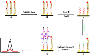 Graphical abstract: An electrochemiluminescence assay for sensitive detection of methyltransferase activity in different cancer cells by hybridization chain reaction coupled with a G-quadruplex/hemin DNAzyme biosensing strategy