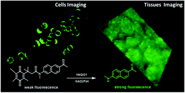 Graphical abstract: A novel two-photon fluorescent probe with a long Stokes shift and a high signal-to-background ratio for human NAD(P)H:quinone oxidoreductase 1 (hNQO1) detection and imaging in living cells and tissues