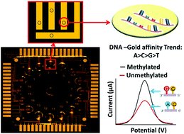 Graphical abstract: A multiplex microplatform for the detection of multiple DNA methylation events using gold–DNA affinity