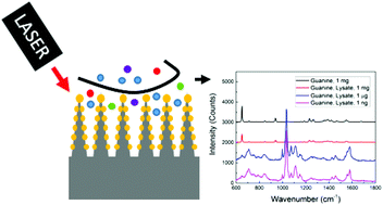 Graphical abstract: Plasmonic nanocone arrays for rapid and detailed cell lysate surface enhanced Raman spectroscopy analysis