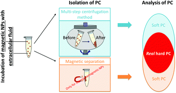 Graphical abstract: Methods of protein corona isolation for magnetic nanoparticles