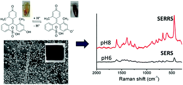 Graphical abstract: m-Cresol purple functionalized surface enhanced Raman scattering paper chips for highly sensitive detection of pH in the neutral pH range