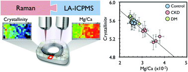 Graphical abstract: The effect of Mg and Sr on the crystallinity of bones evaluated through Raman spectroscopy and laser ablation-ICPMS analysis