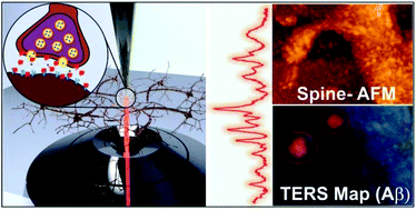 Graphical abstract: Tip-enhanced Raman spectroscopy of amyloid β at neuronal spines