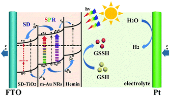 Graphical abstract: Hemin/Au nanorods/self-doped TiO2 nanowires as a novel photoelectrochemical bioanalysis platform