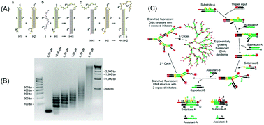 Graphical abstract: Enzyme-free, signal-amplified nucleic acid circuits for biosensing and bioimaging analysis