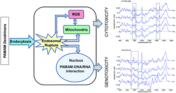 Graphical abstract: Determination of spectral markers of cytotoxicity and genotoxicity using in vitro Raman microspectroscopy: cellular responses to polyamidoamine dendrimer exposure