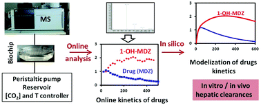 Graphical abstract: Online monitoring of hepatic rat metabolism by coupling a liver biochip and a mass spectrometer