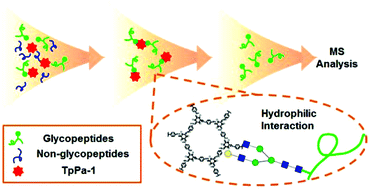 Graphical abstract: Highly efficient enrichment of N-linked glycopeptides using a hydrophilic covalent-organic framework