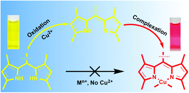 Graphical abstract: C–H oxidation and chelation of a dipyrromethane mediated rapid colorimetric naked-eye Cu(ii) chemosensor