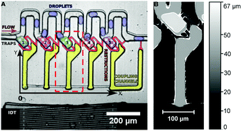 Graphical abstract: Fast selective trapping and release of picoliter droplets in a 3D microfluidic PDMS multi-trap system with bubbles