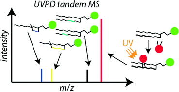 Graphical abstract: Selective phosphatidylcholine double bond fragmentation and localisation using Paternò–Büchi reactions and ultraviolet photodissociation