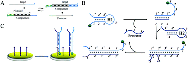 Graphical abstract: An enzyme free electrochemical biosensor for sensitive detection of miRNA with a high discrimination factor by coupling the strand displacement reaction and catalytic hairpin assembly recycling