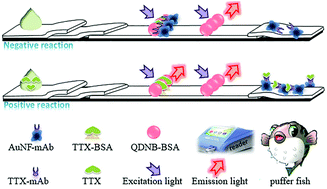 Graphical abstract: A new lateral-flow immunochromatographic strip combined with quantum dot nanobeads and gold nanoflowers for rapid detection of tetrodotoxin