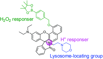 Graphical abstract: A lysosome-locating and acidic pH-activatable fluorescent probe for visualizing endogenous H2O2 in lysosomes