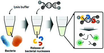 Graphical abstract: Simple and rapid detection of bacteria using a nuclease-responsive DNA probe
