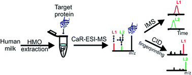 Graphical abstract: Screening natural libraries of human milk oligosaccharides against lectins using CaR-ESI-MS