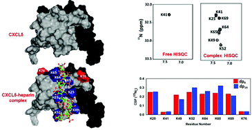 Graphical abstract: Direct detection of lysine side chain NH3+ in protein–heparin complexes using NMR spectroscopy