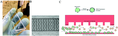 Graphical abstract: Detection of sepsis in patient blood samples using CD64 expression in a microfluidic cell separation device
