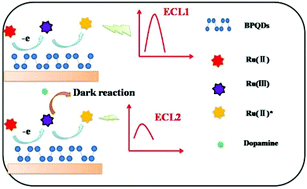 Graphical abstract: Electrogenerated chemiluminescence of Ru(bpy)32+ at a black phosphorus quantum dot modified electrode and its sensing application