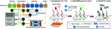 Graphical abstract: An automated microfluidic DNA microarray platform for genetic variant detection in inherited arrhythmic diseases