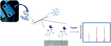 Graphical abstract: On-a-chip tryptic digestion of transthyretin: a step toward an integrated microfluidic system for the follow-up of familial transthyretin amyloidosis