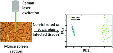 Graphical abstract: Development of a label-free Raman imaging technique for differentiation of malaria parasite infected from non-infected tissue