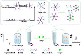 Graphical abstract: A label-free, versatile and low-background chemiluminescence aptasensing strategy based on gold nanocluster catalysis combined with the separation of magnetic beads