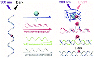 Graphical abstract: DNA nanodevices monitored with fluorogenic looped-out 2-aminopurine