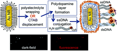 Graphical abstract: Optimized polydopamine coating and DNA conjugation onto gold nanorods for single nanoparticle bioaffinity measurements
