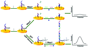 Graphical abstract: Electrochemical signal-amplified detection of 5-methylcytosine and 5-hydroxymethylcytosine in DNA using glucose modification coupled with restriction endonucleases