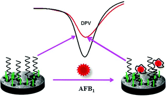 Graphical abstract: A novel reduced graphene oxide/molybdenum disulfide/polyaniline nanocomposite-based electrochemical aptasensor for detection of aflatoxin B1