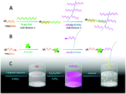 Graphical abstract: Ultrasensitive chemiluminescence biosensors using nucleic acid-functionalized silver–cysteine nanowires as signal amplifying labels