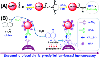 Graphical abstract: A novel potentiometric immunoassay for carcinoma antigen 15-3 by coupling enzymatic biocatalytic precipitation with a nanogold labelling strategy