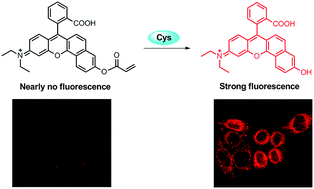 Graphical abstract: A sensitive and selective red fluorescent probe for imaging of cysteine in living cells and animals