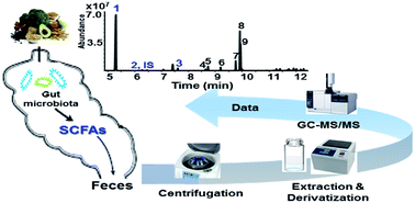 Graphical abstract: An in situ extraction and derivatization method for rapid analysis of short-chain fatty acids in rat fecal samples by gas chromatography tandem mass spectrometry