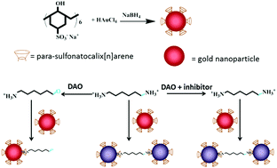 Graphical abstract: The colorimetric assay of diamine oxidase activity with high sensitivity based on calixarene derivative-capped gold nanoparticles