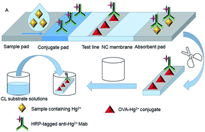 Graphical abstract: A novel chemiluminescent immunochromatographic assay strip for rapid detection of mercury ions