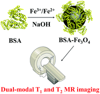 Graphical abstract: BSA directed-synthesis of biocompatible Fe3O4 nanoparticles for dual-modal T1 and T2 MR imaging in vivo
