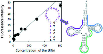 Graphical abstract: Detection of small, highly structured RNAs using molecular beacons