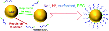 Graphical abstract: Methods for preparing DNA-functionalized gold nanoparticles, a key reagent of bioanalytical chemistry