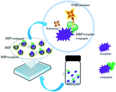 Graphical abstract: A pseudo-ELISA based on molecularly imprinted nanoparticles for detection of gentamicin in real samples