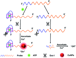 Graphical abstract: A label-free aptasensor for highly sensitive ATP detection by using exonuclease I and oligonucleotide-templated fluorescent copper nanoparticles