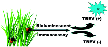 Graphical abstract: Bioluminescent detection of tick-borne encephalitis virus in native ticks