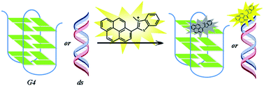Graphical abstract: A pyrene-based fast-responsive fluorescent probe for G-quadruplexes
