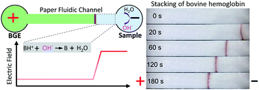 Graphical abstract: Two orders of magnitude electrokinetic stacking of proteins in one minute on a simple paper fluidic channel