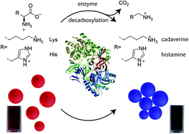 Graphical abstract: Gold nanoparticle aggregation enables colorimetric sensing assays for enzymatic decarboxylation
