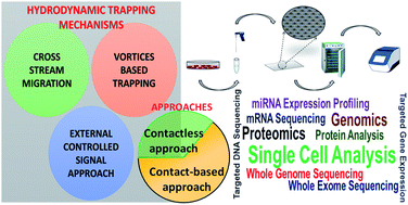 Graphical abstract: Microfluidic hydrodynamic trapping for single cell analysis: mechanisms, methods and applications