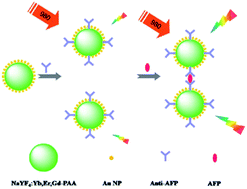 Graphical abstract: Preparation of gold nanoparticle coated NaYF4:Yb,Er,Gd nanoparticles and their application for AFP detection in the red region